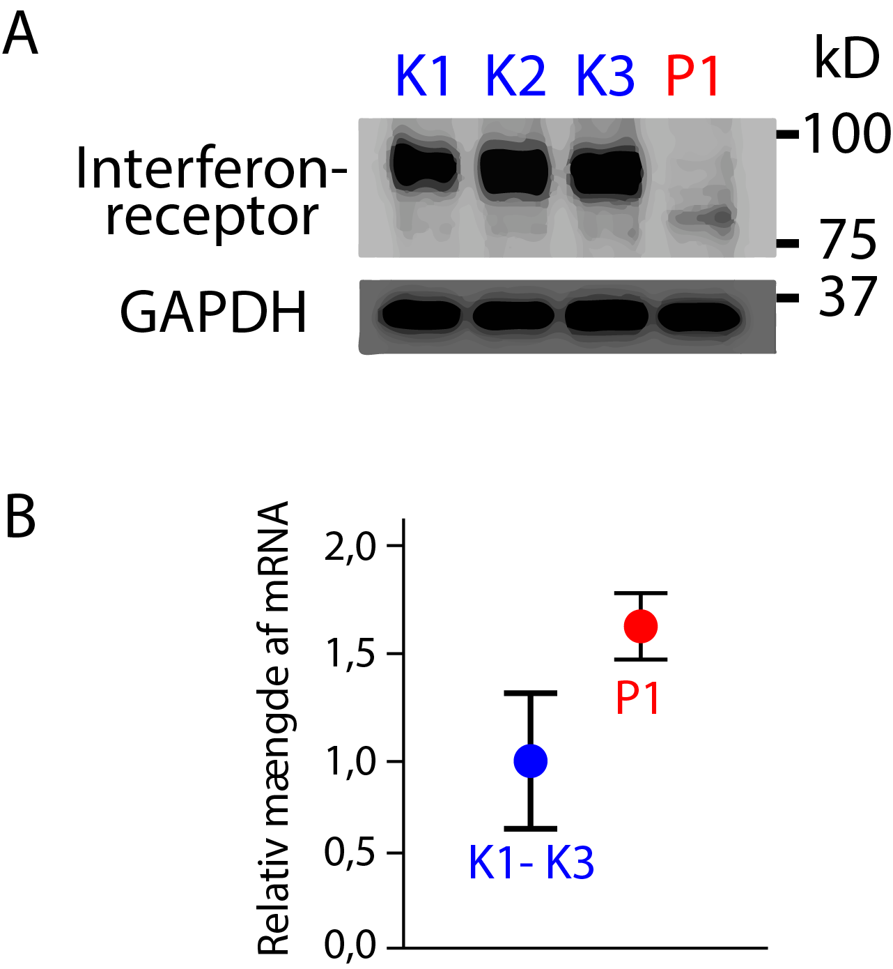 
                                A, 
                                interferonsreceptor, 
                                GAPDH, 
                                K1, K2, K3, P1, kD-100,
                                75, 37
                                
                                
                                B, 
                                Relativ mængde af mRNA,
                                P1,
                                K1-K3